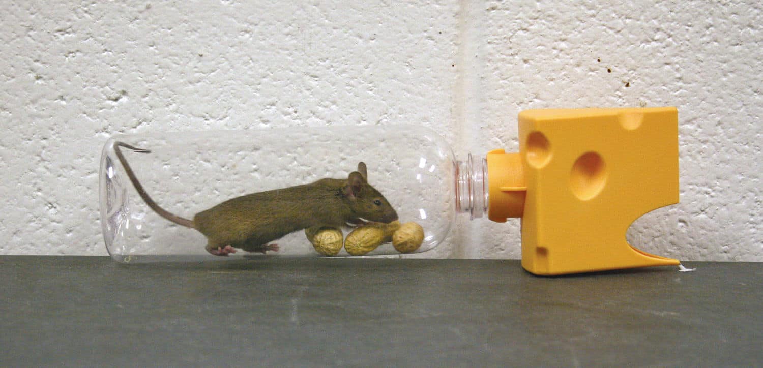 Mô hình bẫy chuột bằng chai nhựa 