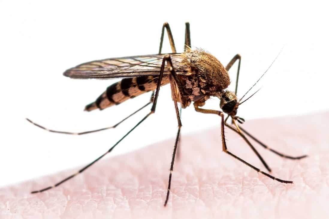 muỗi anophen
