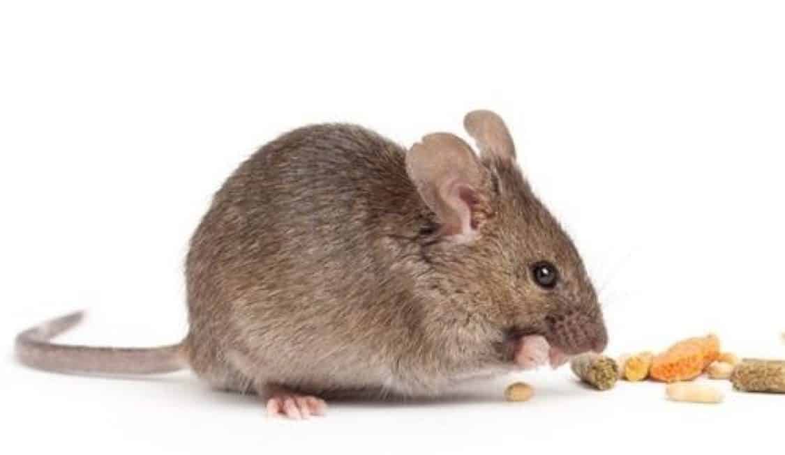 thuốc diệt chuột cực độc