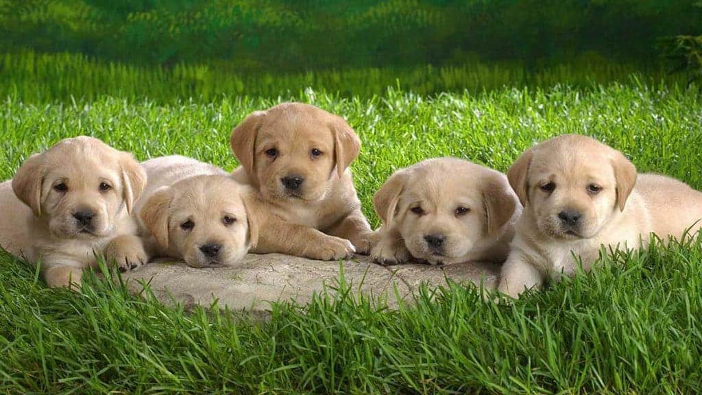 20 beautiful ornamental dog breeds