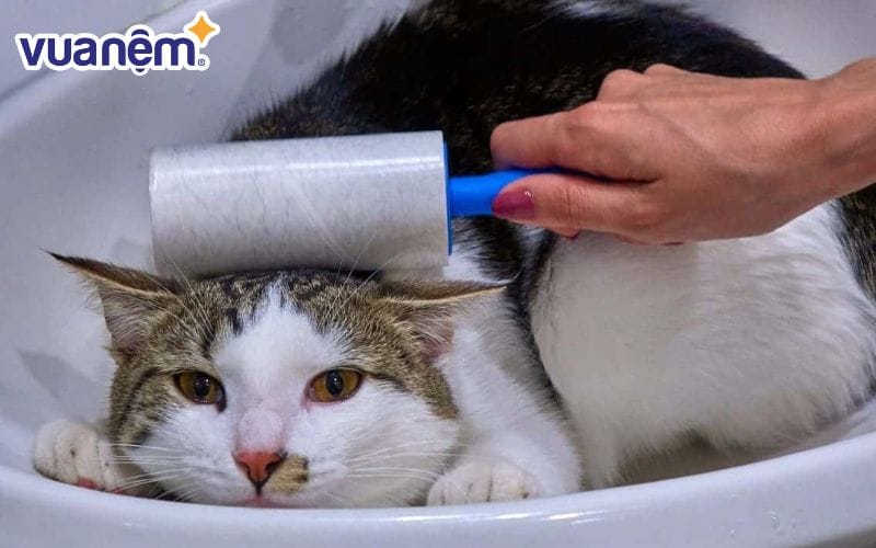 Cây lăn lông thú cưng