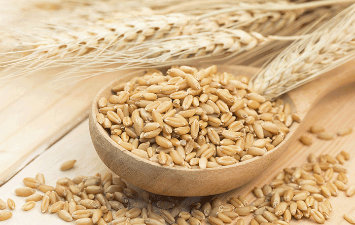 ngũ cốc dinh dưỡng lúa mạch