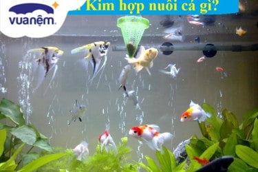 mệnh kim nuôi cá gì