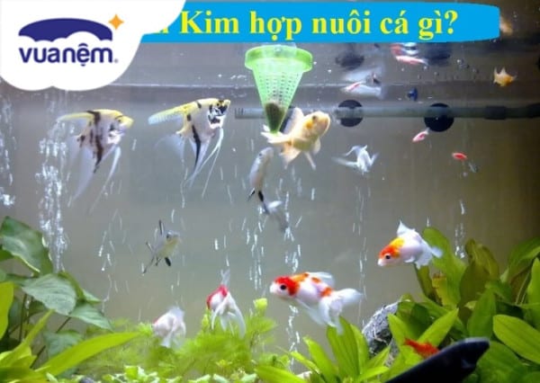 Người mệnh Kim nuôi cá gì để hút tài lộc, vận may?