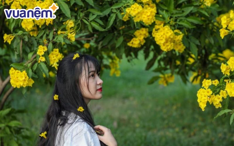 hoàng yến là tên một loài hoa