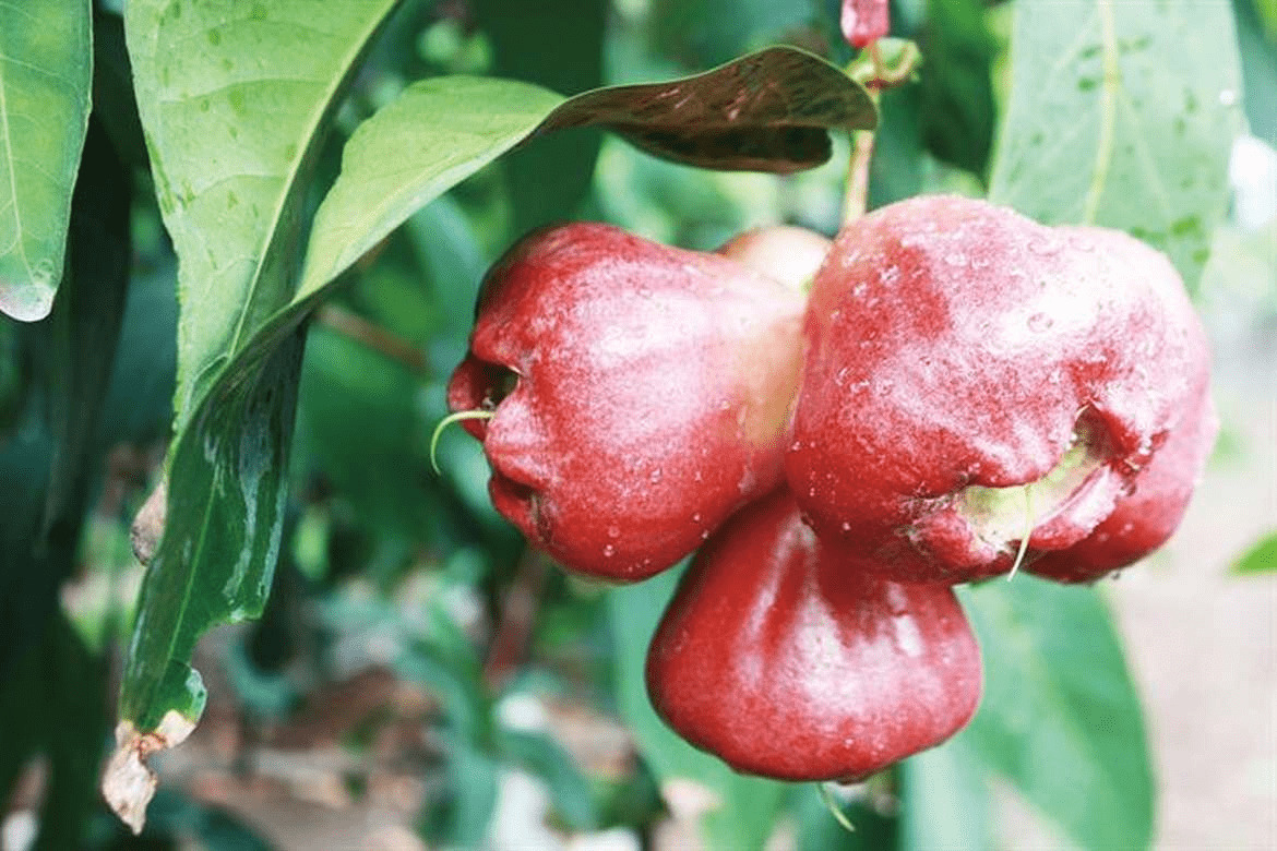 100g mận bao nhiêu calo