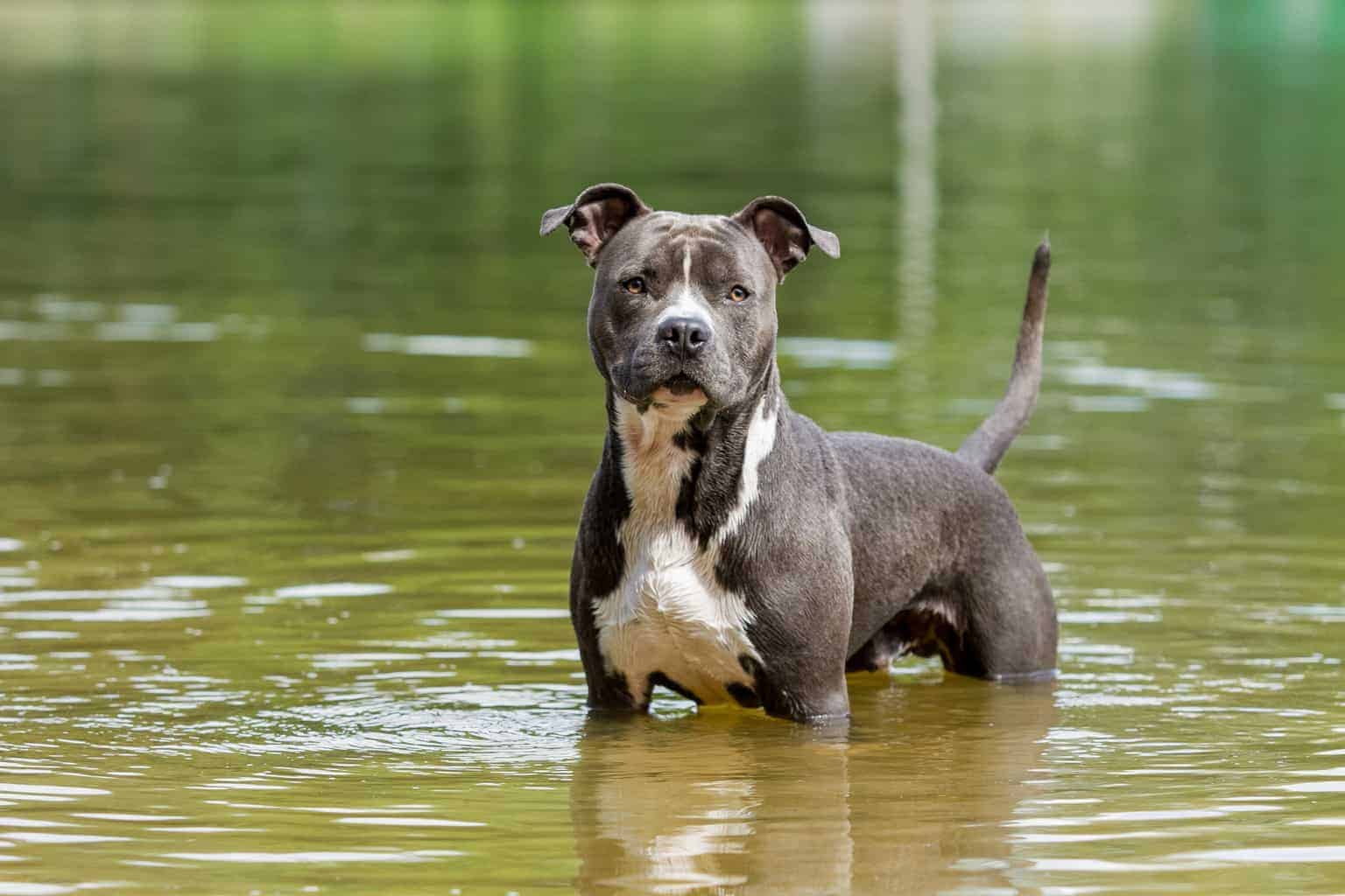 chó pitbull đẹp