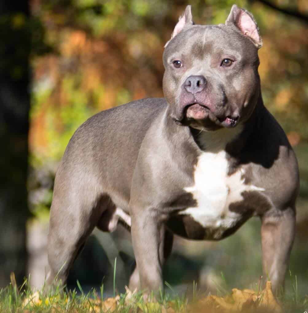 chó pitbull bully