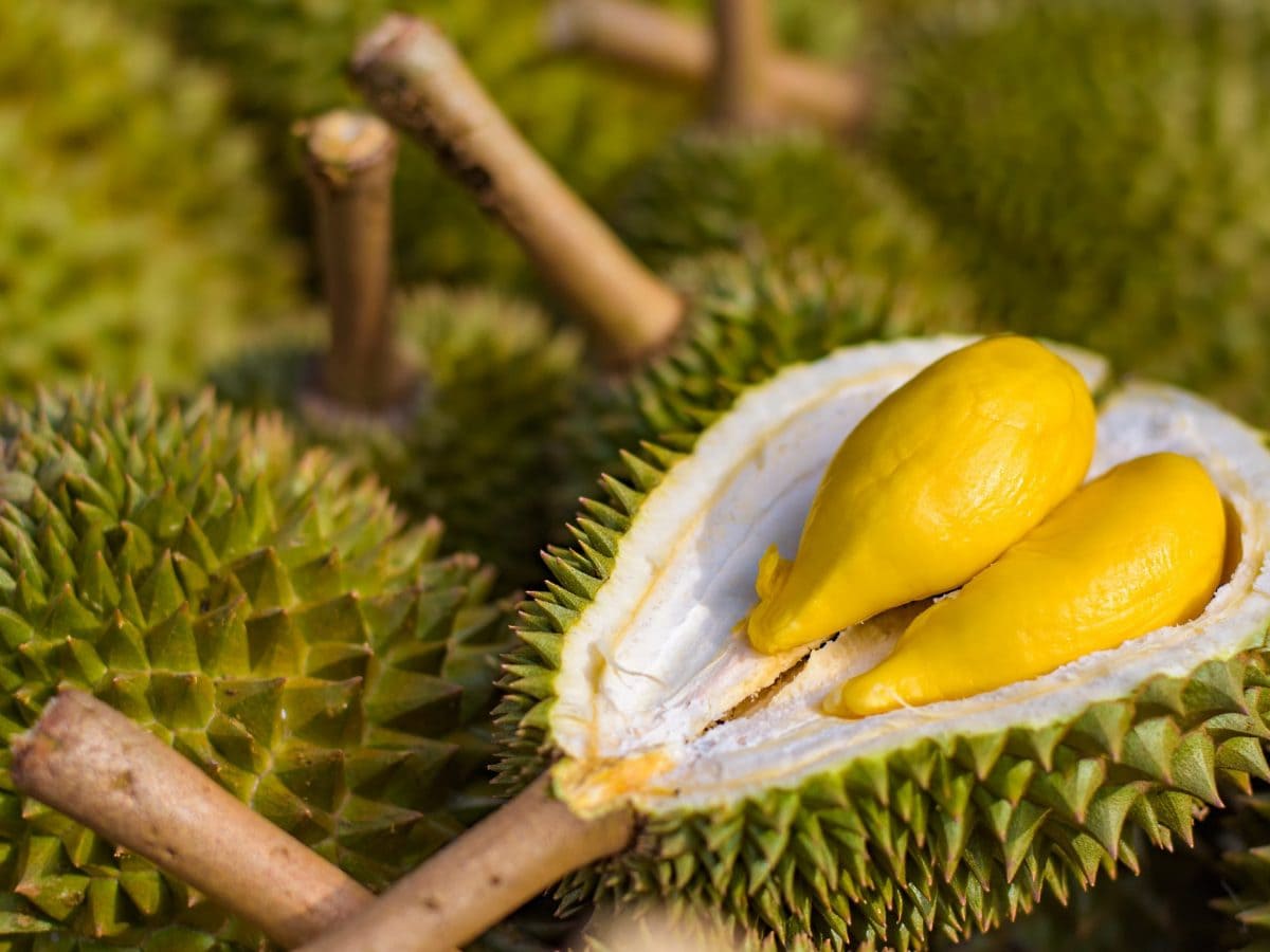 kiêng ăn sầu riêng với gì