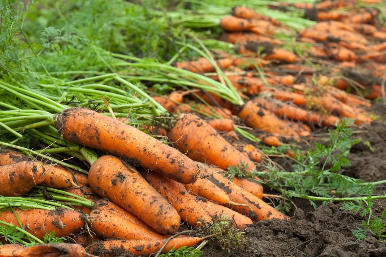 cà rốt có bao nhiêu calo