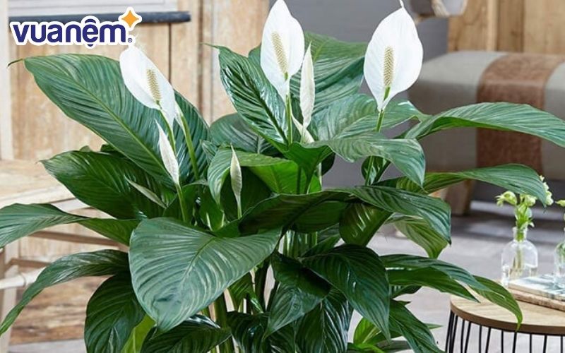 Lan ý là loại cây có khả năng thanh lọc không khí rất hiệu quả
