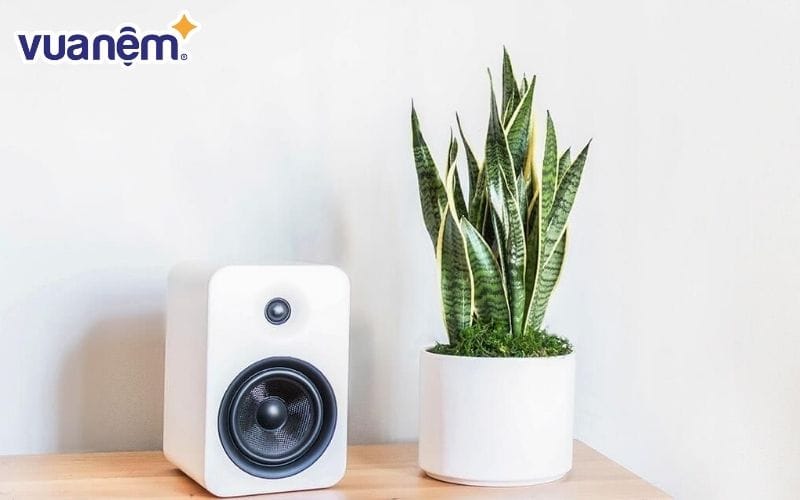 Cây lưỡi hổ có khả năng hấp thụ các độc tố