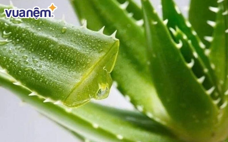 Cây nha đam (lô hội)