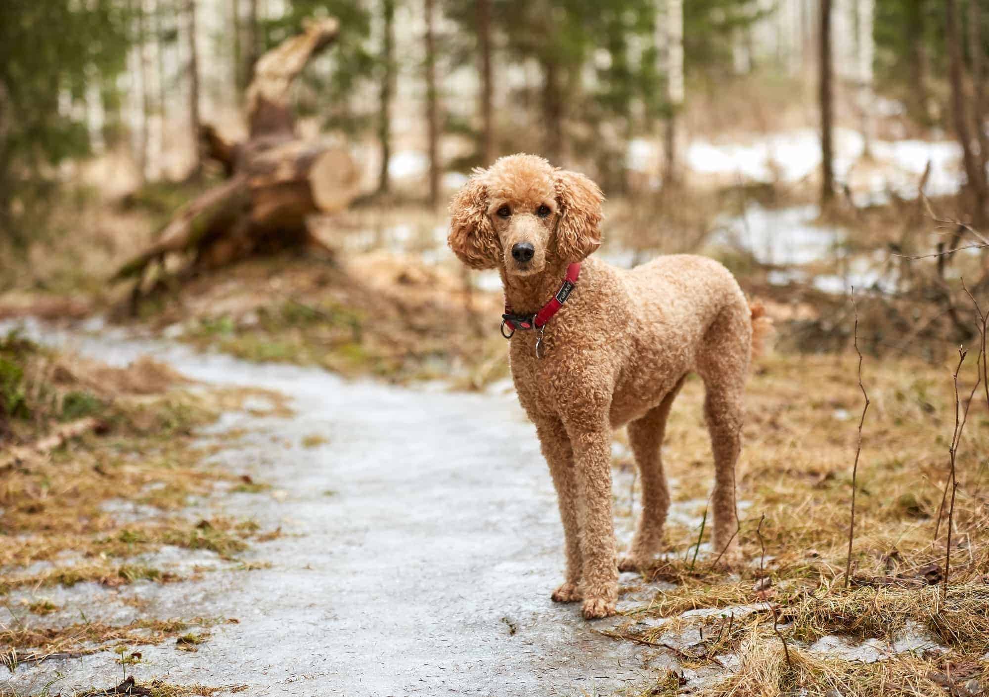 chó cảnh poodle