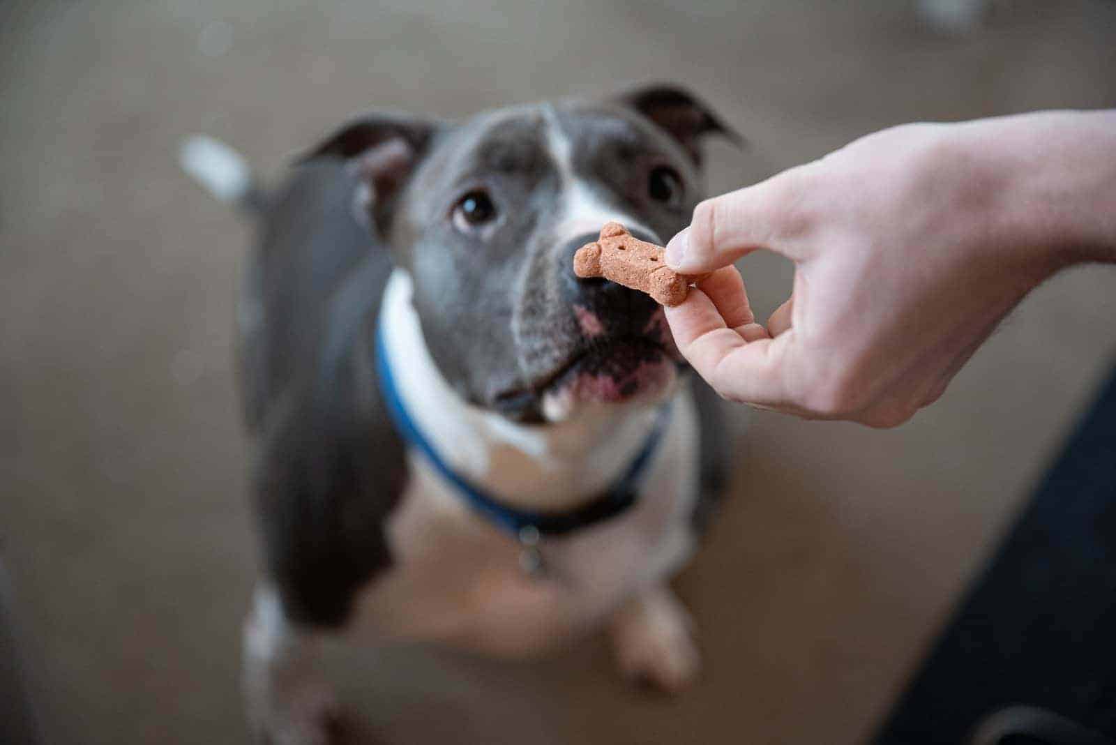 tìm hiểu về giống chó pitbull 