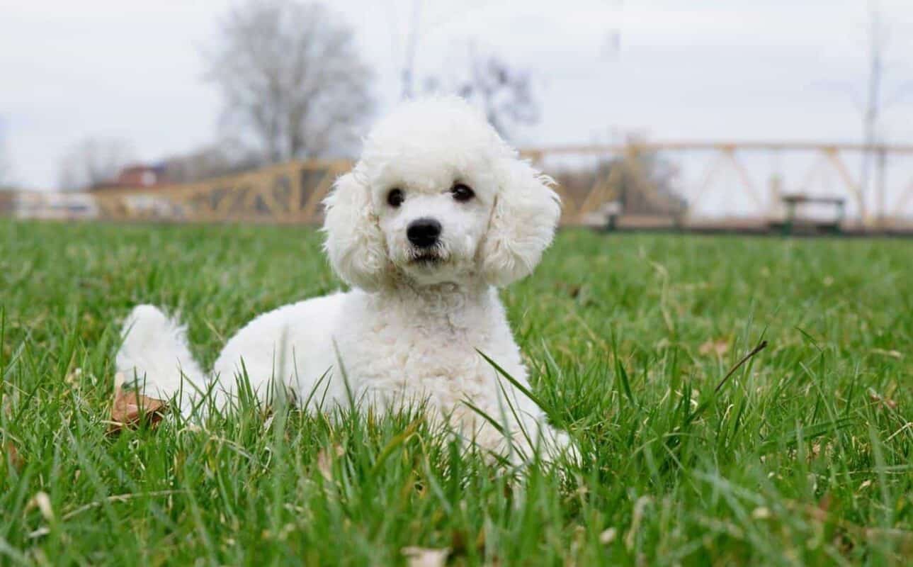 chó poodle trắng