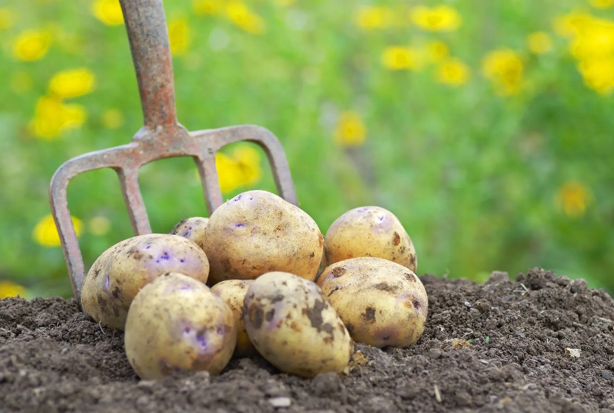 Củ khoai tây chứa nhiều chất dinh dưỡng