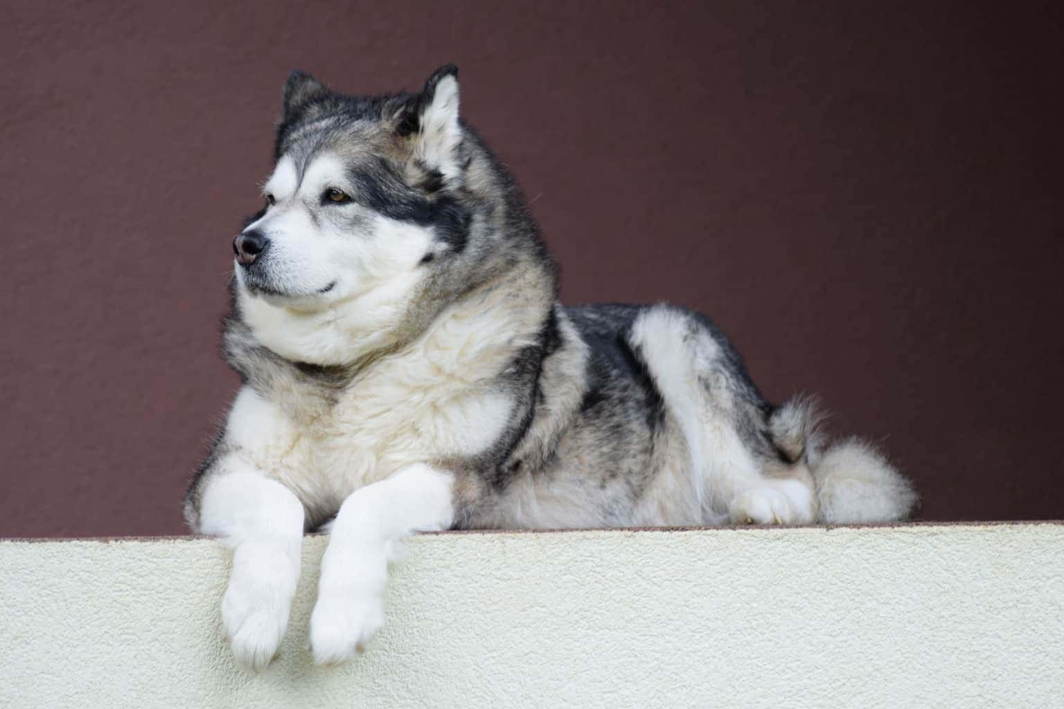 50 hình ảnh những chú chó Alaska đẹp và to lớn nhất | Chó alaska malamute,  Alaska, Hình ảnh