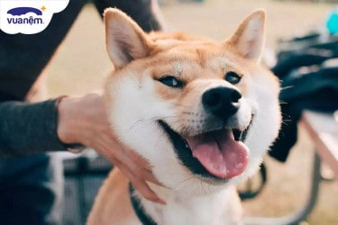 chó shiba cười