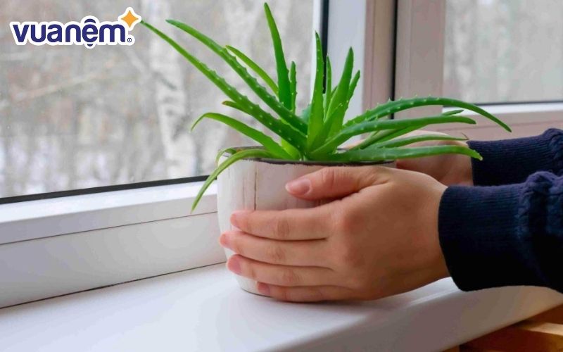 Trồng cây trong phòng là cách đơn giản, nhanh và hiệu quả để tạo thêm oxy cho căn phòng ngủ