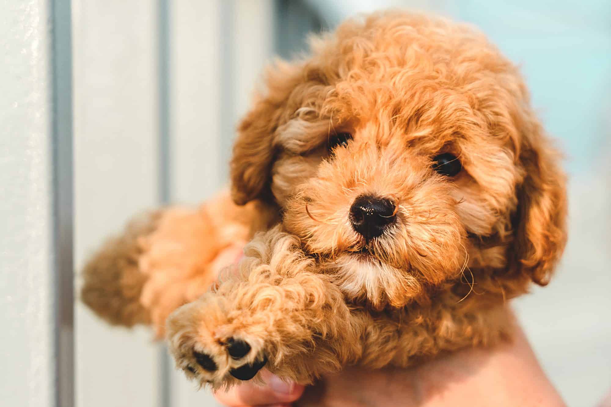 toy poodle