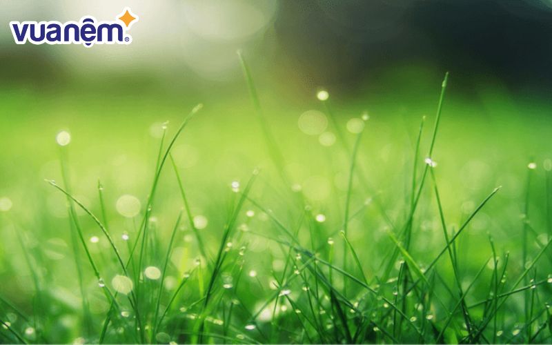 Thảo nghĩa là cỏ, mong manh nhưng rất mạnh mẽ