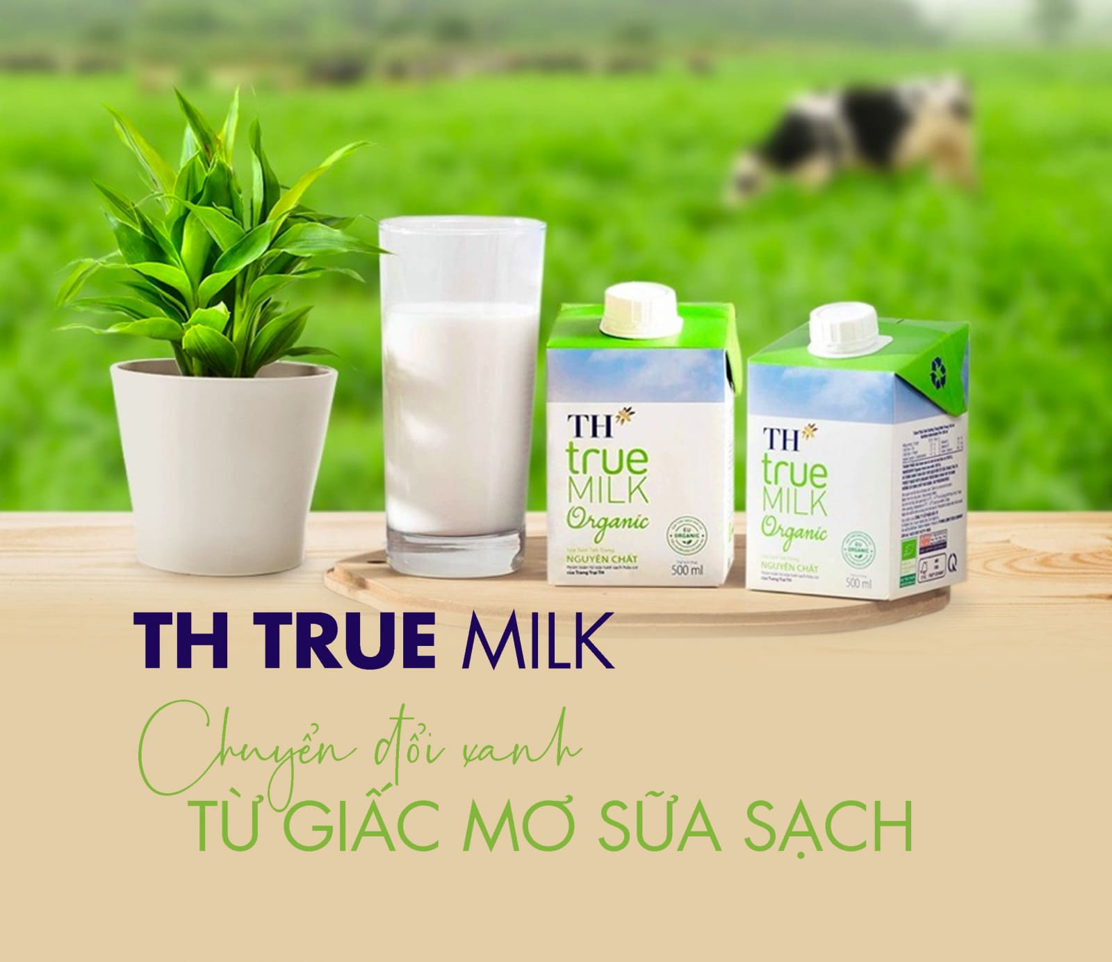 100ml sữa tươi không đường bao nhiêu calo