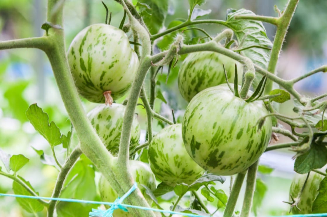 cách bảo quản cà chua dùng quanh năm