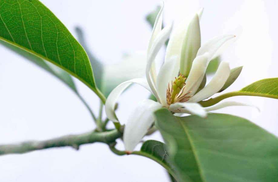 ý nghĩa của hoa ngọc lan trắng