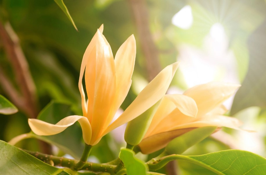 cây hoa ngọc lan có ý nghĩa gì