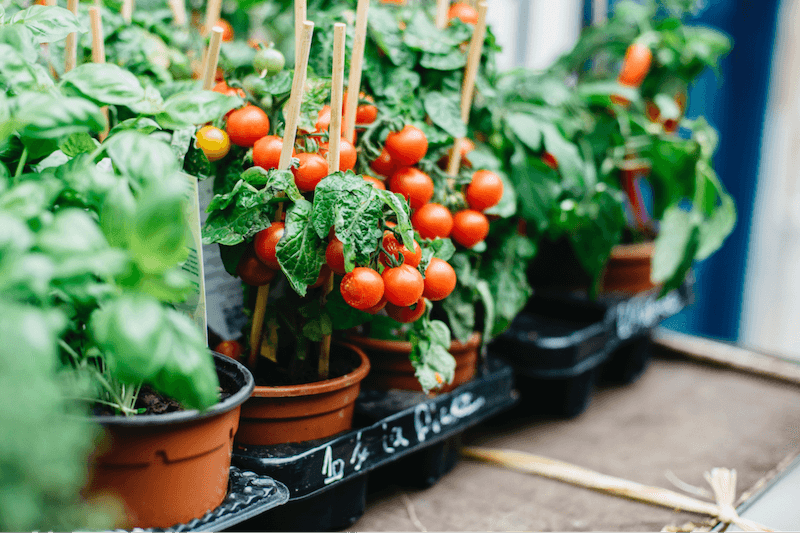 Hướng dẫn cách trồng cà chua