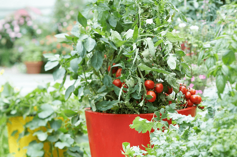 Sử dụng thùng, chậu để trồng cà chua