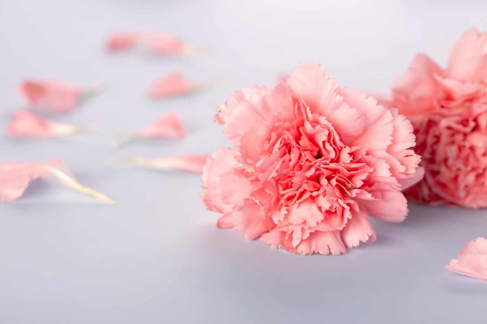 hoa cẩm chướng có ý nghĩa gì