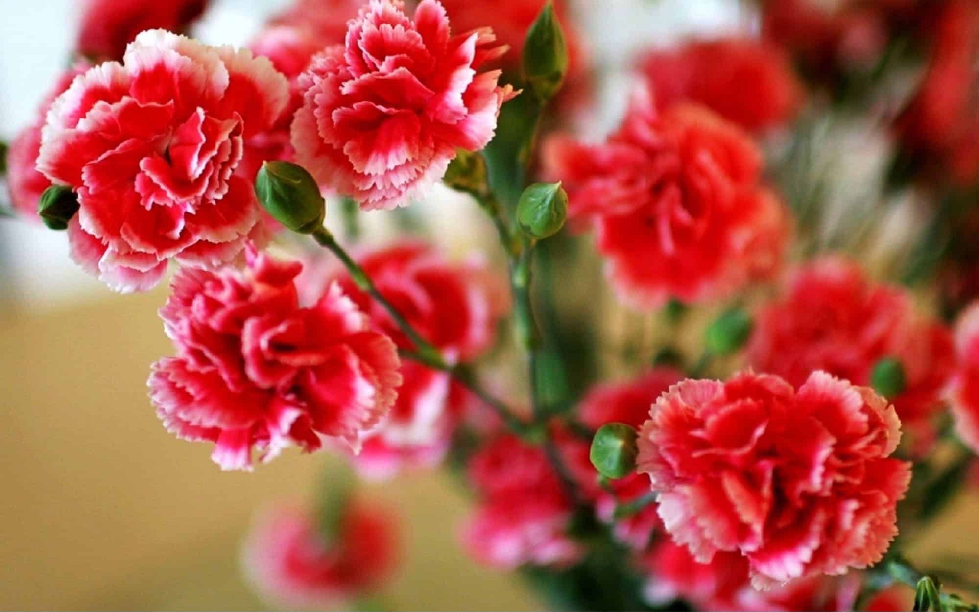 hoa cẩm chướng ý nghĩa