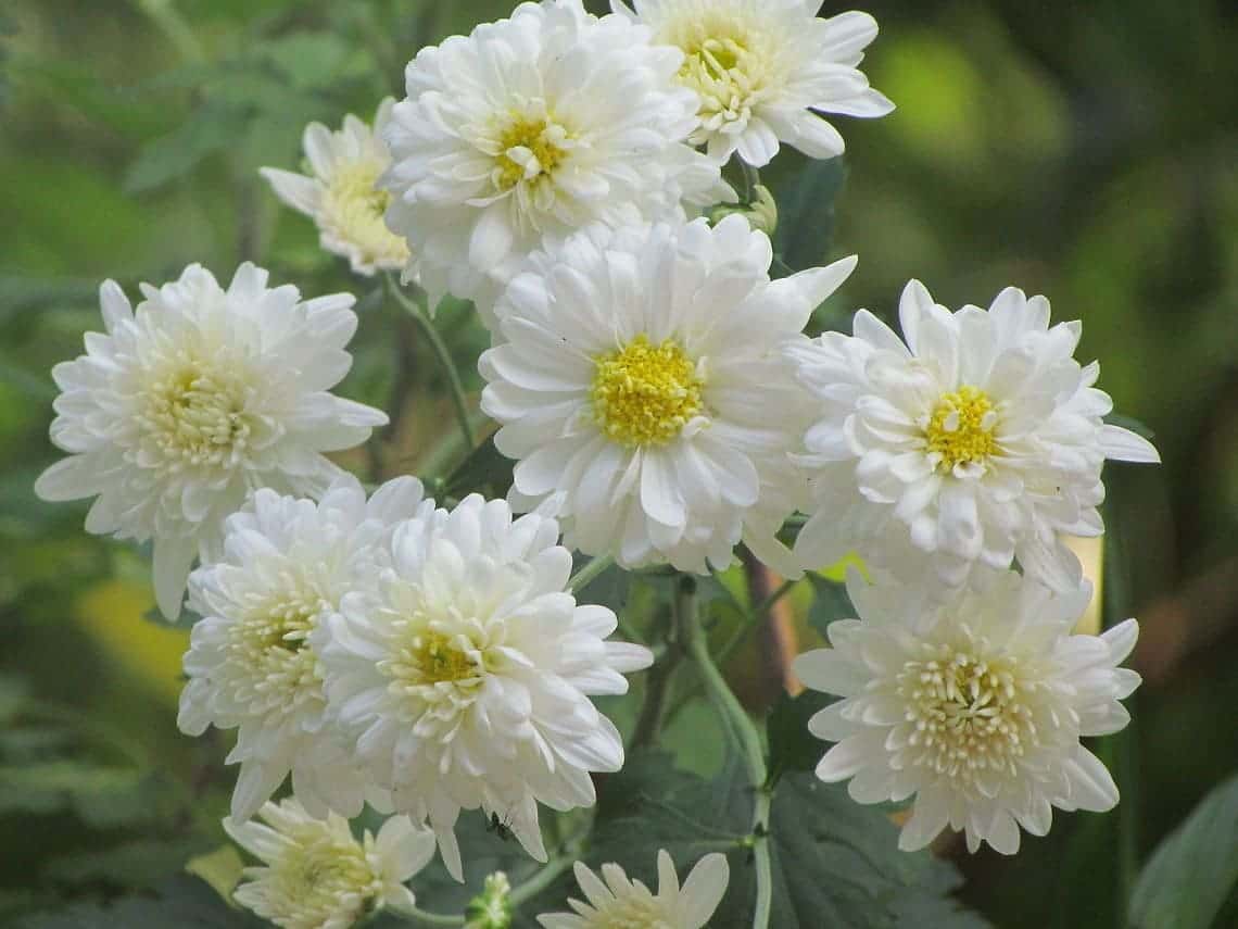 hoa cúc trắng có ý nghĩa gì