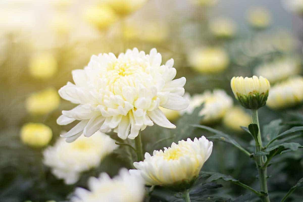 hoa cúc trắng ý nghĩa