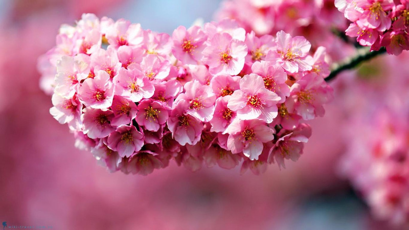 Hoa đỗ quyên là một loài hoa với màu sắc sặc sỡ
