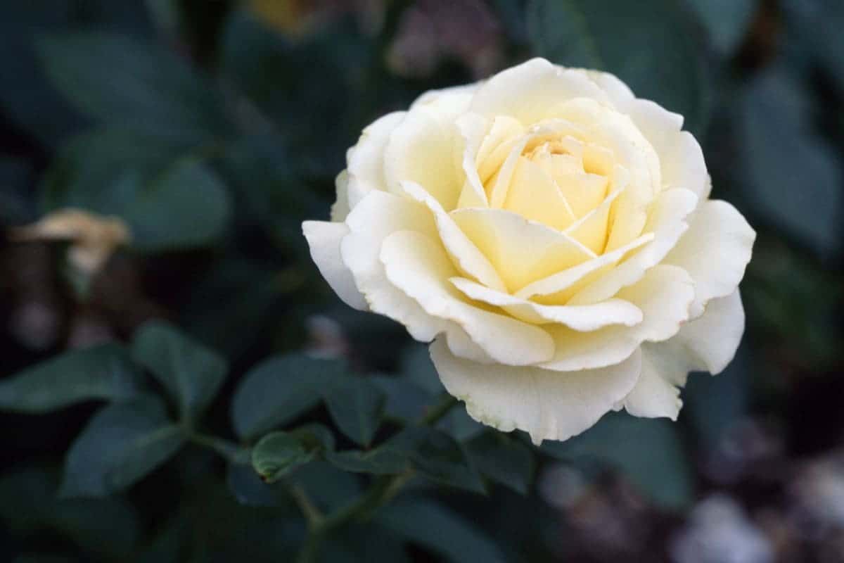 hoa hồng trắng có ý nghĩa gì