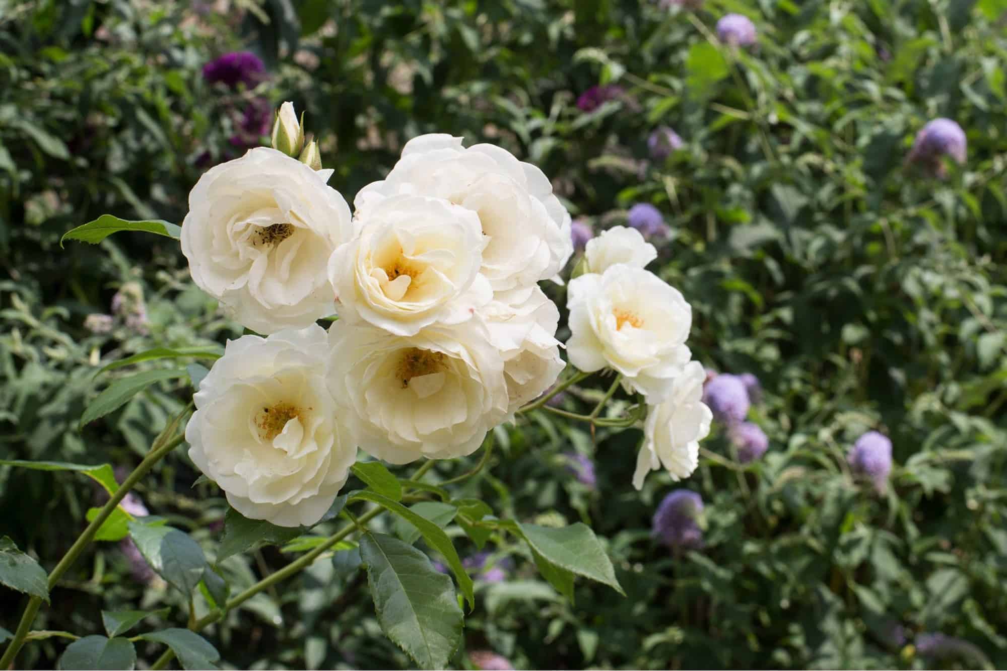 hoa hồng trắng ý nghĩa