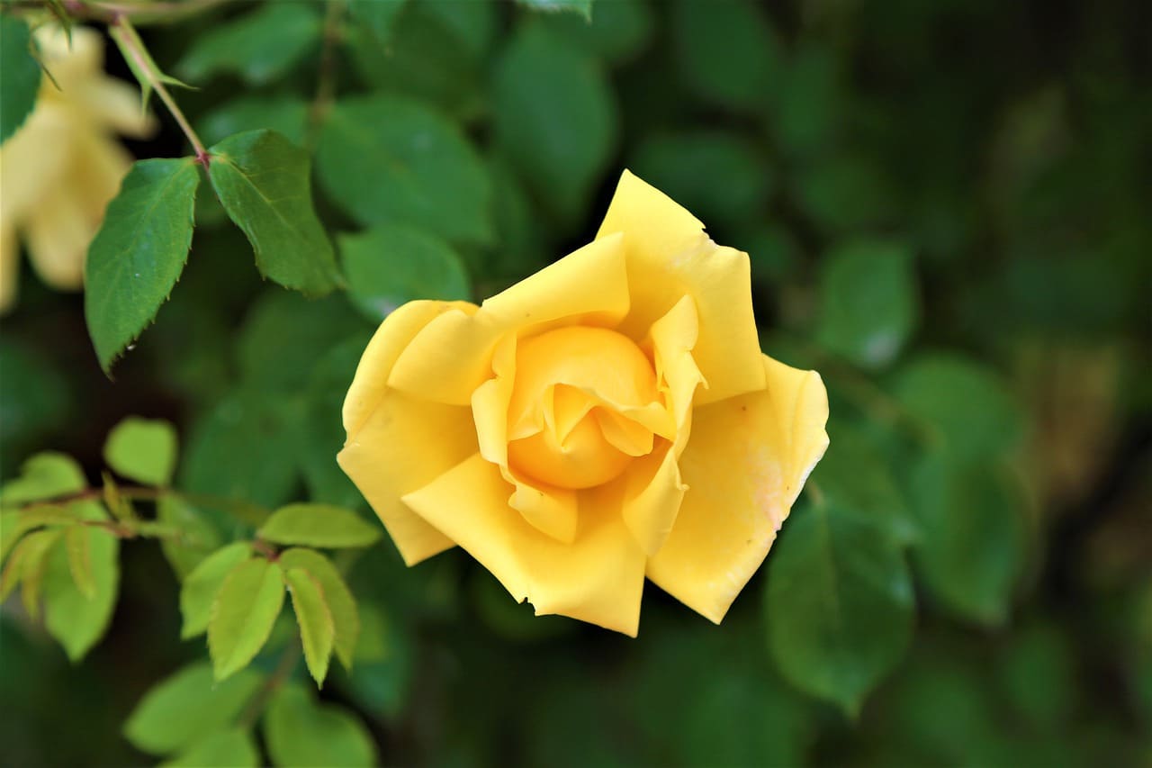 ý nghĩa của hoa hồng màu vàng