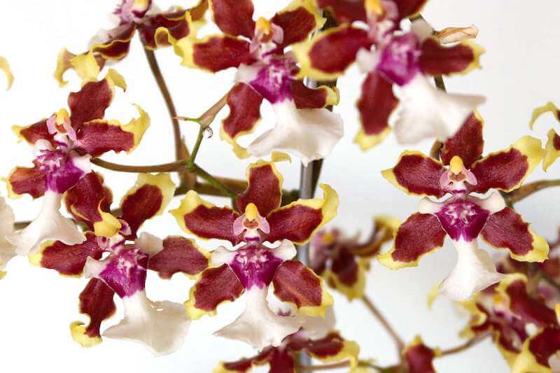 Lan Oncidium tượng trưng cho tình bạn vĩnh cửu