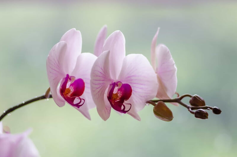 Hoa lan mang ý nghĩa đại diện cho sắc đẹp