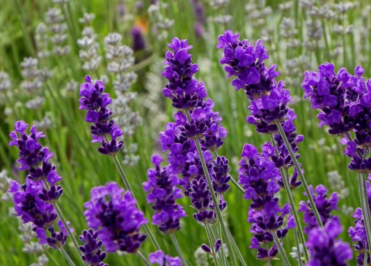 hoa lavender có ý nghĩa gì