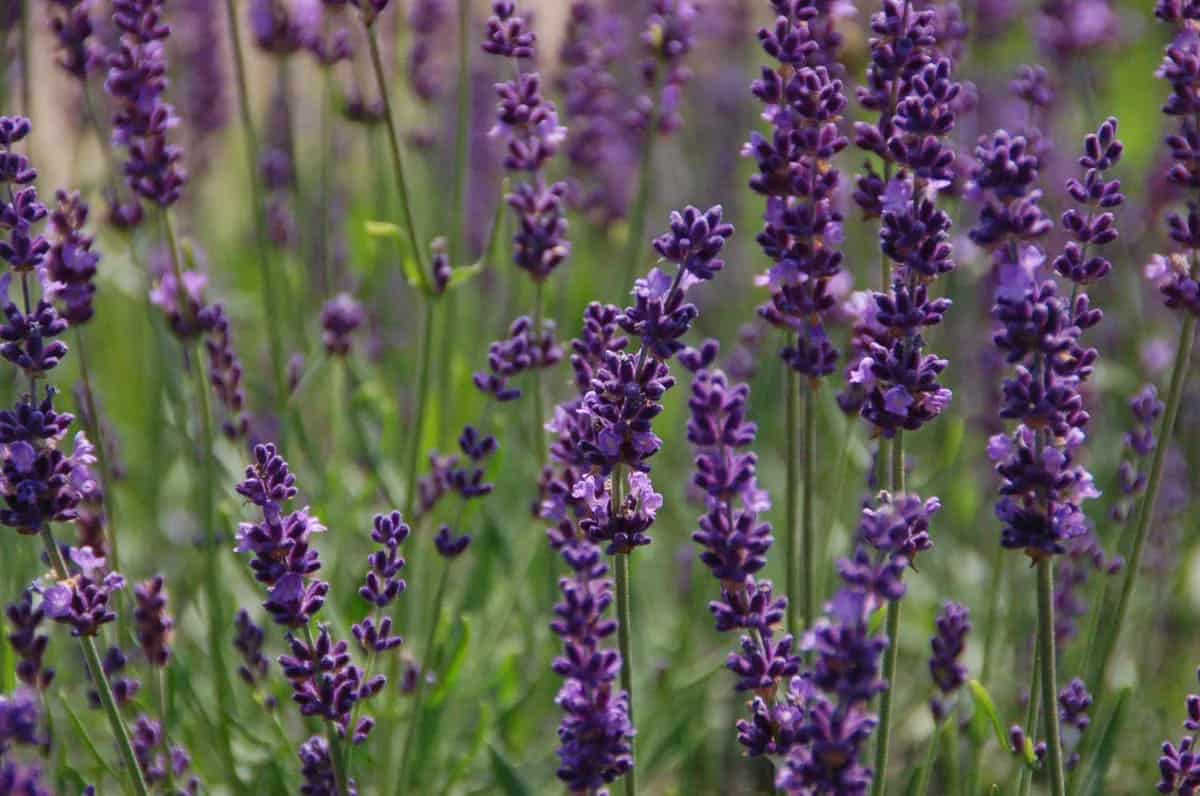 hoa lavender ý nghĩa