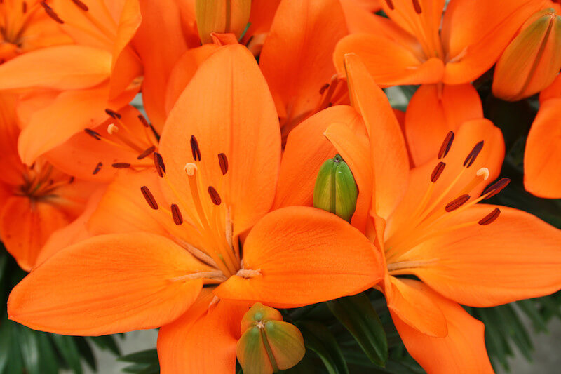 Ý nghĩa hoa loa kèn màu cam