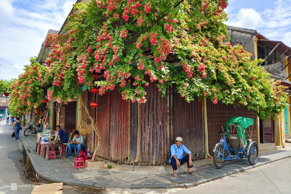 Cách chăm sóc hoa Sử Quân Tử rất đơn giản