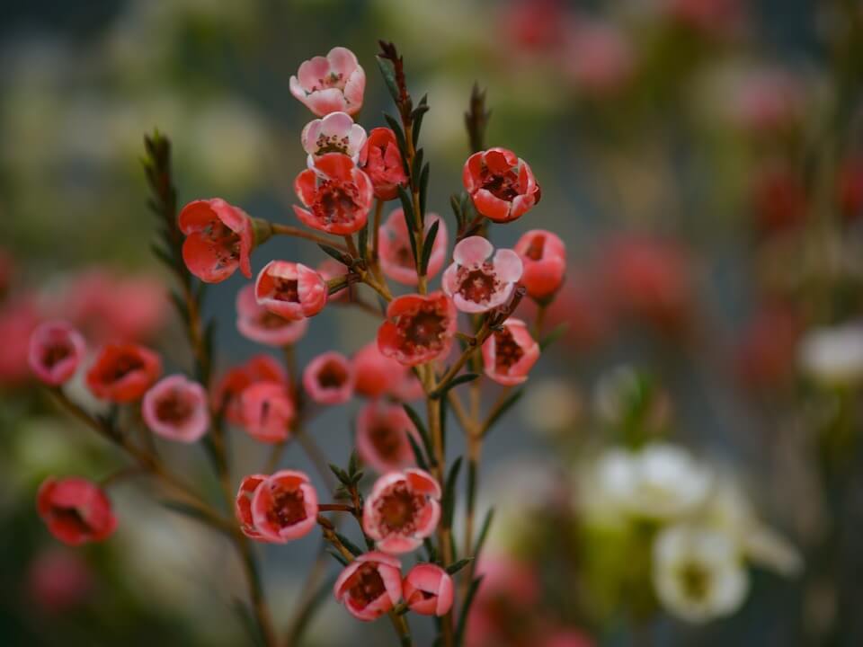 Hoa thanh liễu đỏ 