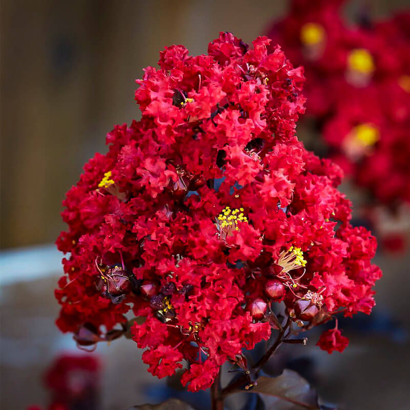 Hoa tường vi đỏ mang vẻ đẹp kiêu hãnh