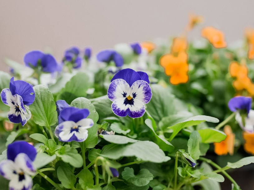 hoa violet có ý nghĩa gì