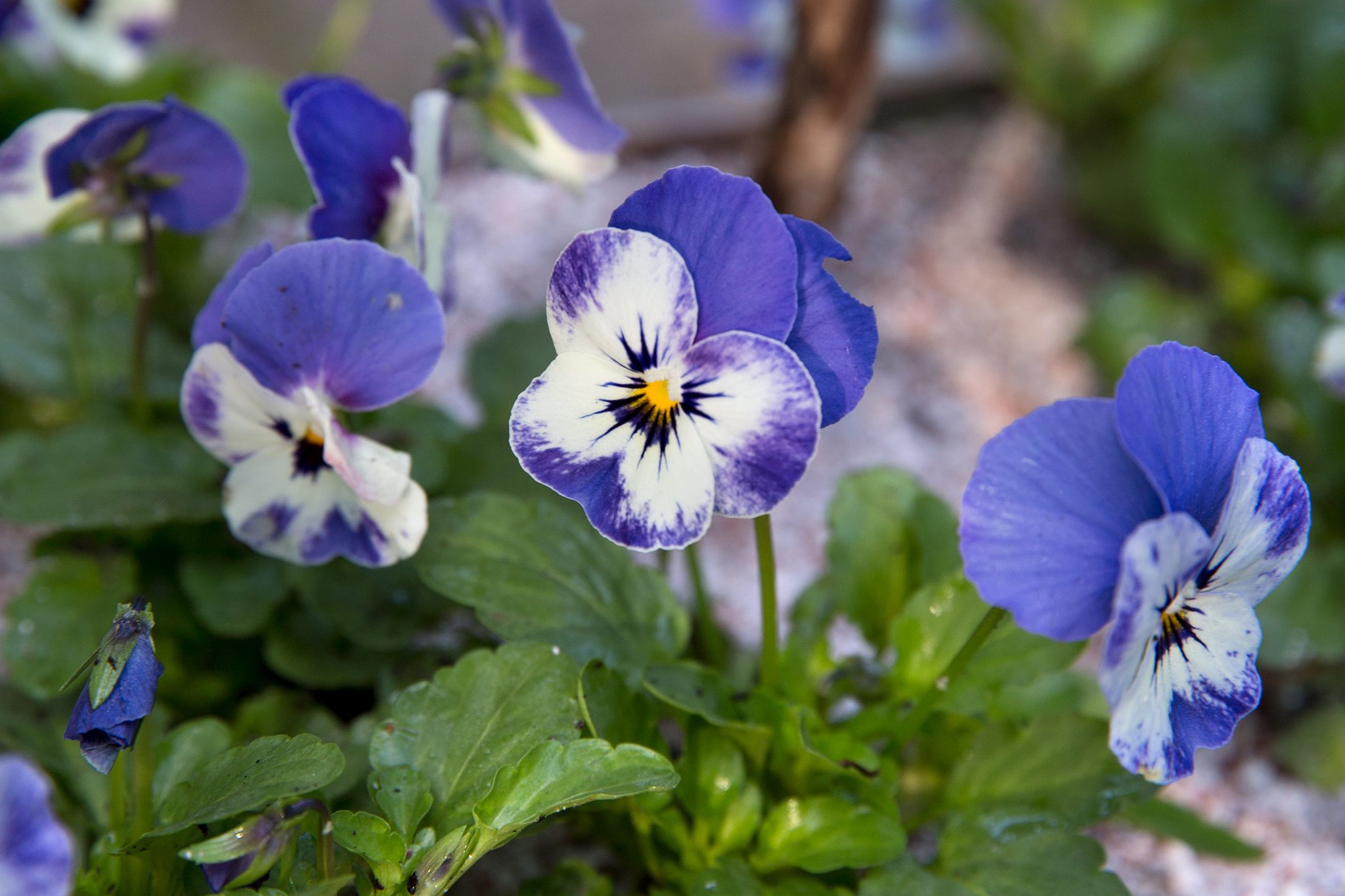 hoa violet màu xanh ý nghĩa